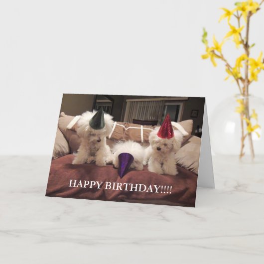 De Kaart van de Verjaardag van Frise van Bichon!! (Gele Bloem)