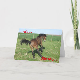 De Kaart van de Verjaardag van het pony