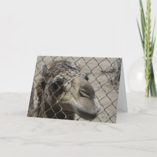 De kaart van het Hallo van de kameel