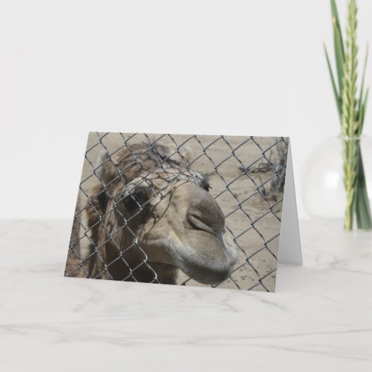 De kaart van het Hallo van de kameel (Voorkant)