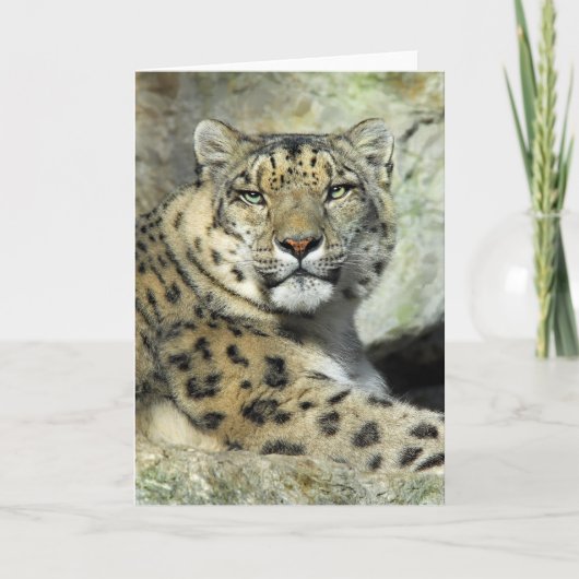 De Kaart van het Portret van Lepord van de sneeuw (Voorkant)