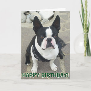 De kaart van het portretgroeten van Boston Terrier