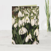 De Kaart van het sneeuwklokje (Voorkant)