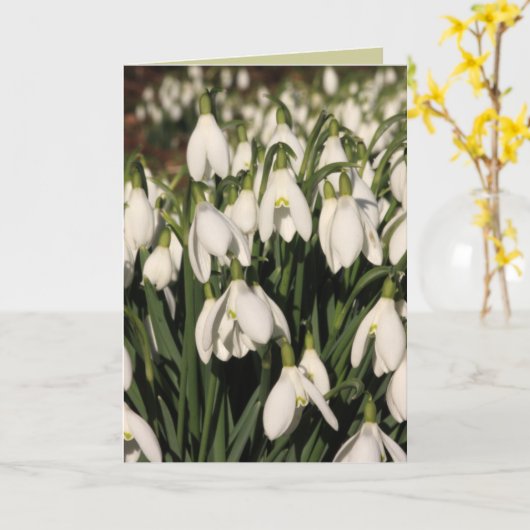 De Kaart van het sneeuwklokje (Gele Bloem)