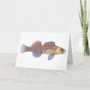 De Kaart van oranje-Throated Darter
