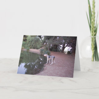 De Kaarten van de Hond van de oever van het meer