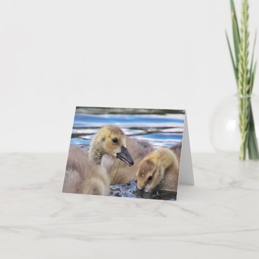 De Kaarten van de Nota van gansjes (Voorkant)