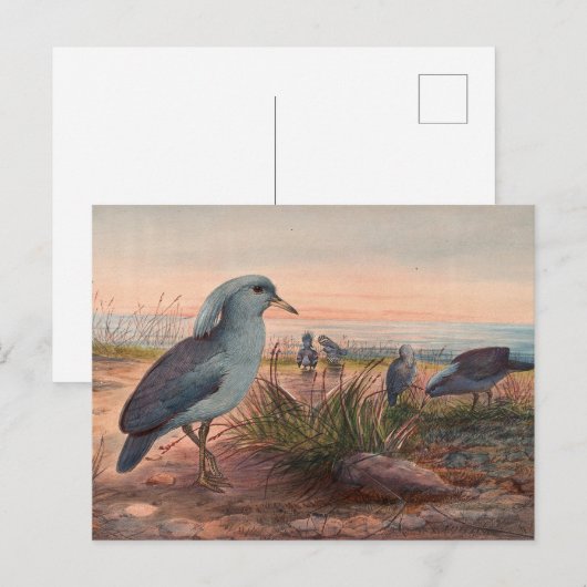 De Kagu door Joseph Wolf Briefkaart (Voorkant / Achterkant)