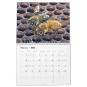 De Kalender van insecten (Feb 2026)