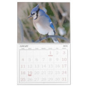 De Kalender van vogels met Grote Aantallen (Jan 2026)