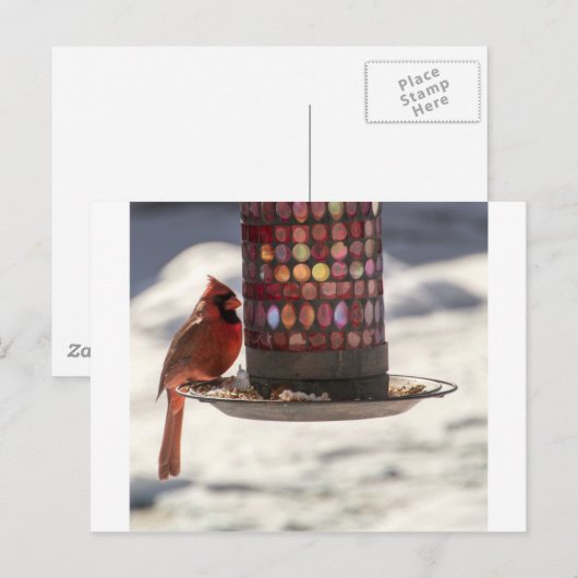 De kardinaal briefkaart (Voorkant / Achterkant)