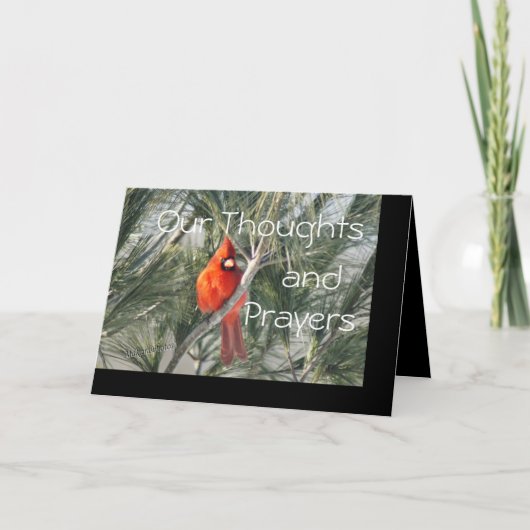 De kardinaal op de Boom van de Pijnboom past om Kaart (Voorkant)