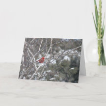 De Kardinaal van de winter