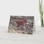 De Kardinaal van Woodpecker&Male Kaart (Achterkant)