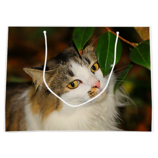 De kat en de Camellia Large Cadeautasje (Voorkant)