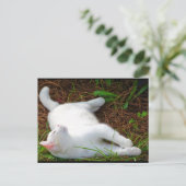 De kat en de vlieg briefkaart (Staand voorkant)
