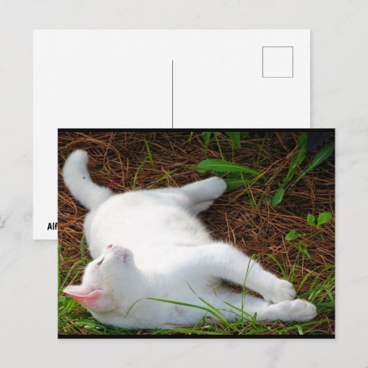 De kat en de vlieg briefkaart (Voorkant / Achterkant)