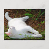 De kat en de vlieg briefkaart (Voorkant)