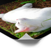 De Kat en de vlieg Poster (Hoek)