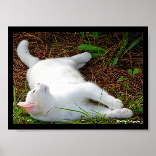 De Kat en de vlieg Poster (Voorkant)