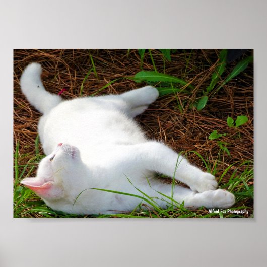 De Kat en de vlieg Poster (Voorkant)