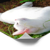 De Kat en de vlieg Poster (Hoek)