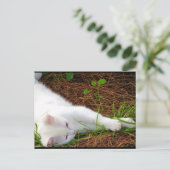 De Kat in de Dennennaalden Briefkaart (Staand voorkant)