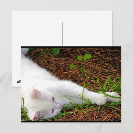 De Kat in de Dennennaalden Briefkaart (Voorkant / Achterkant)
