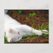 De Kat in de Dennennaalden Briefkaart (Voorkant)