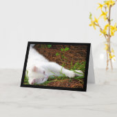 De Kat in de Dennennaalden Kaart (Gele Bloem)