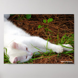 De Kat in de Dennennaalden Poster