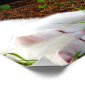 De Kat in de Dennennaalden Poster (Hoek)