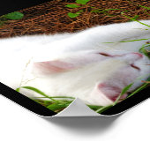 De Kat in de Dennennaalden Poster (Hoek)