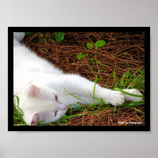 De Kat in de Dennennaalden Poster (Voorkant)