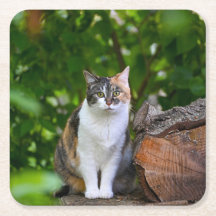 De Kat  