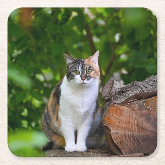 De kat kartonnen onderzetters (Voorkant)