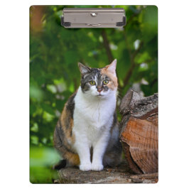 De Kat      Klembord