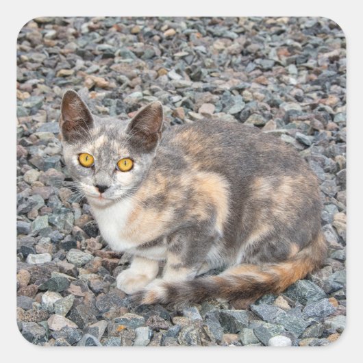 De kat   Pillow Case Vierkante Sticker (Voorkant)