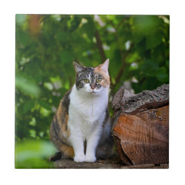 De Kat   Tegeltje