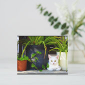 De Kat Tussen de Planten Briefkaart (Staand voorkant)