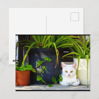 De Kat Tussen de Planten Briefkaart