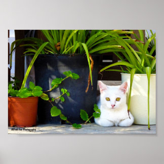 De Kat Tussen de Planten Poster