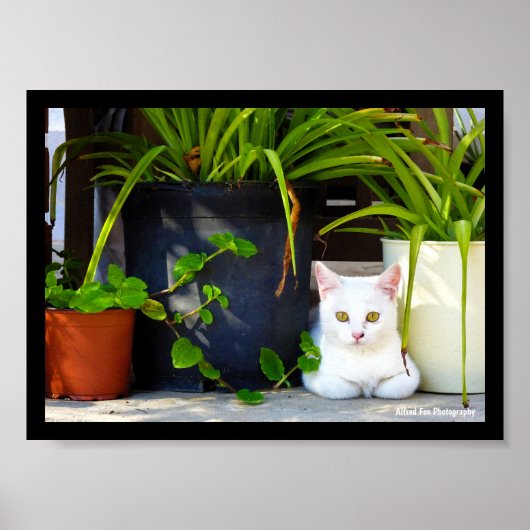 De Kat Tussen de Planten Poster (Voorkant)