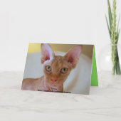 De Kat van de Sfinx van Kerstmis van Meowy Feestdagen Kaart (Achterkant)