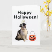 De Kat van Halloween Kaart (Gele Bloem)