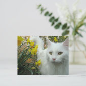 De Kat van het kat Briefkaart (Staand voorkant)