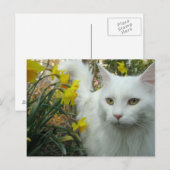 De Kat van het kat Briefkaart (Voorkant / Achterkant)