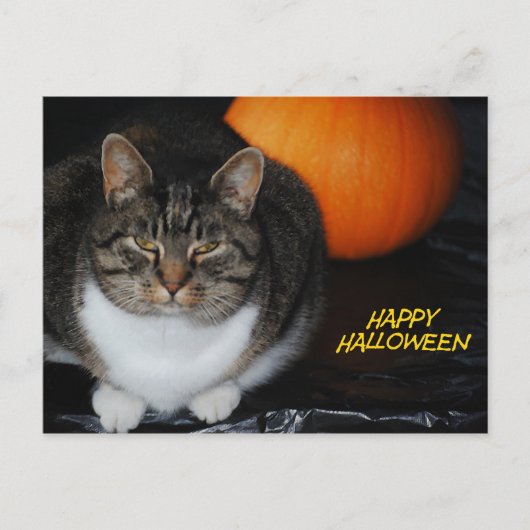 De Kat van het kat en Briefkaart van Halloween van (Voorkant)