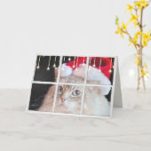 De Kat van Ragdoll in de wintervenster met de Kaart (Gele Bloem)