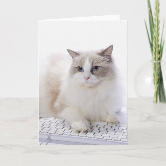De kat van Ragdoll op computertoetsenbord Kaart (Voorkant)